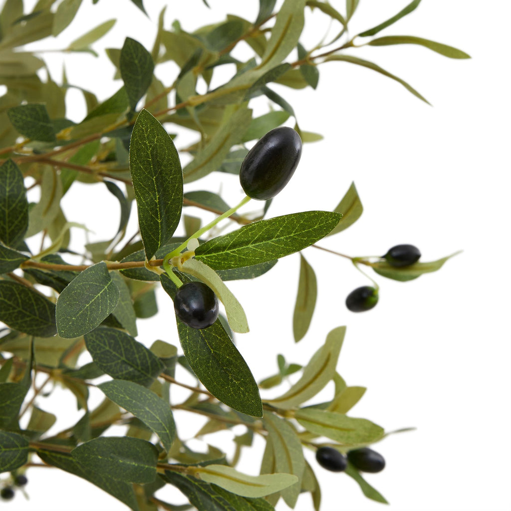 Small Mediterranean Potted Olive Tree