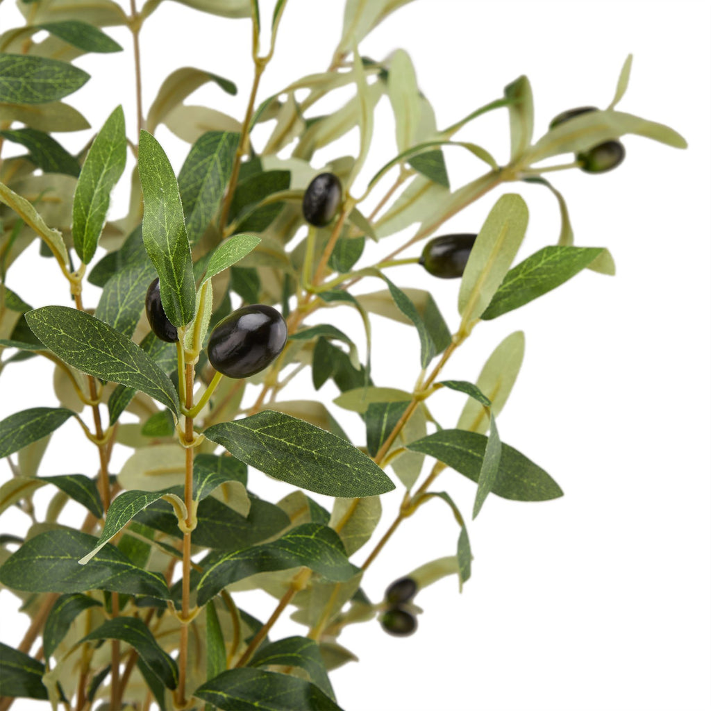 Large Mediterranean Potted Olive Tree