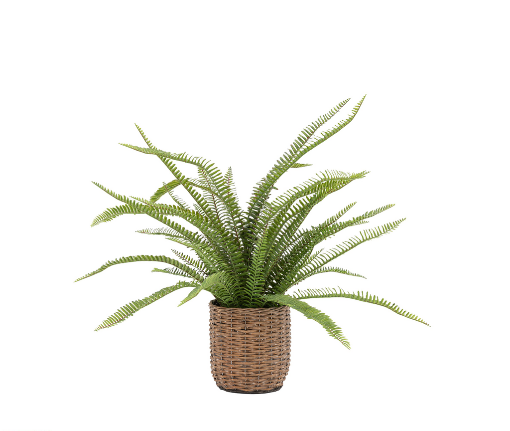 Larg Potted Fern White