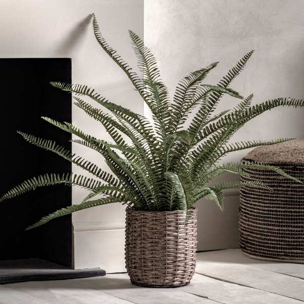 Large Potted Fern by a fireplace