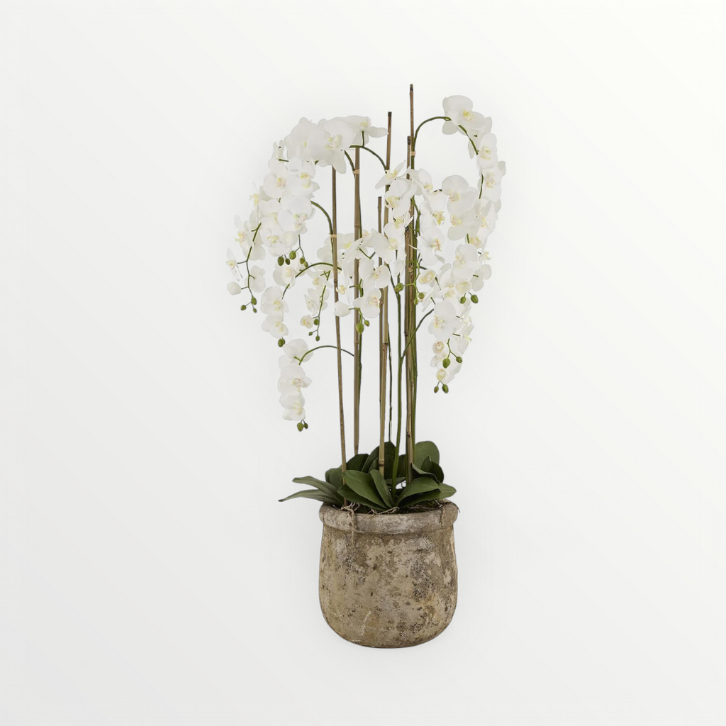 Large White Orchid In Antique Stone Pot