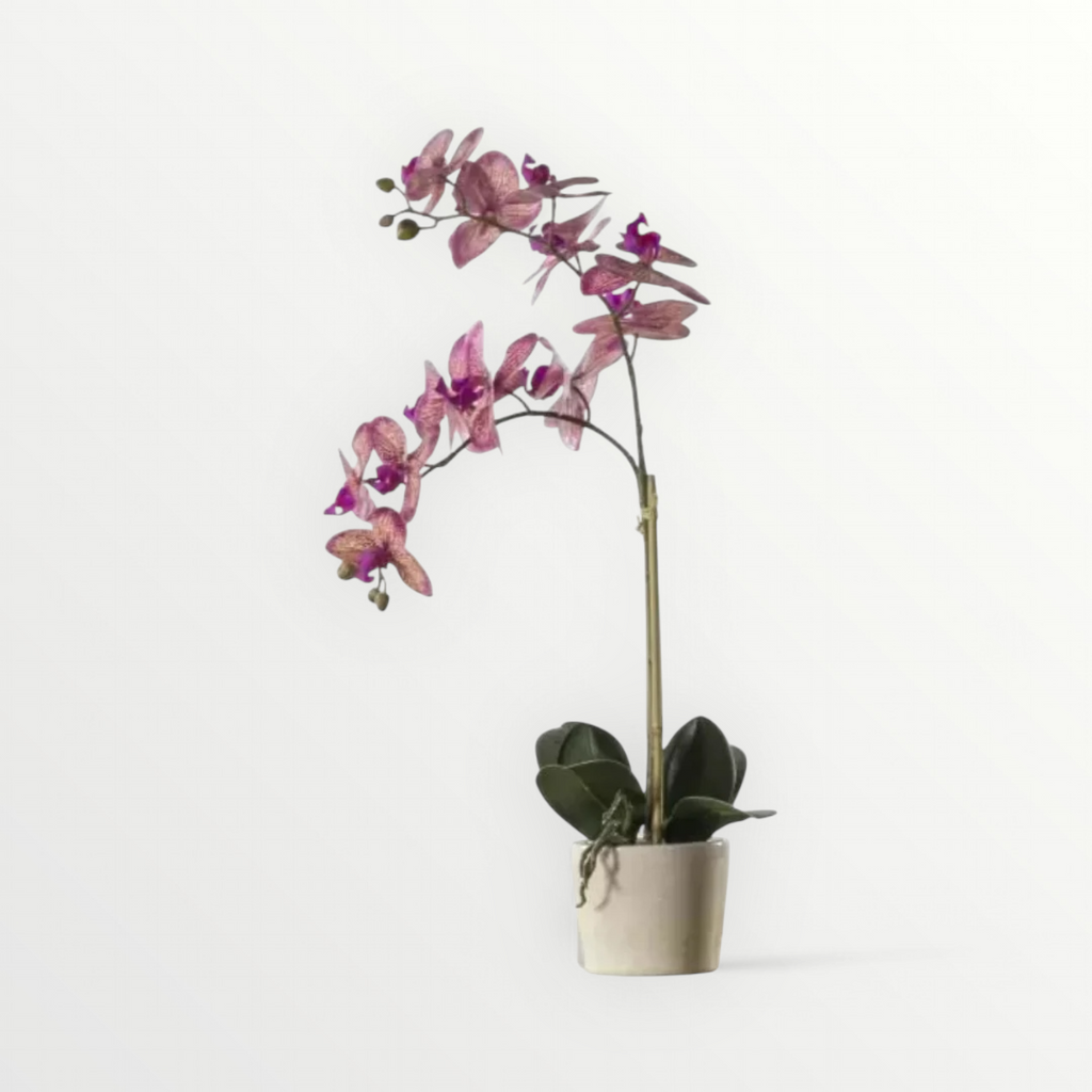 Pink Orchid with Ceramic Pot