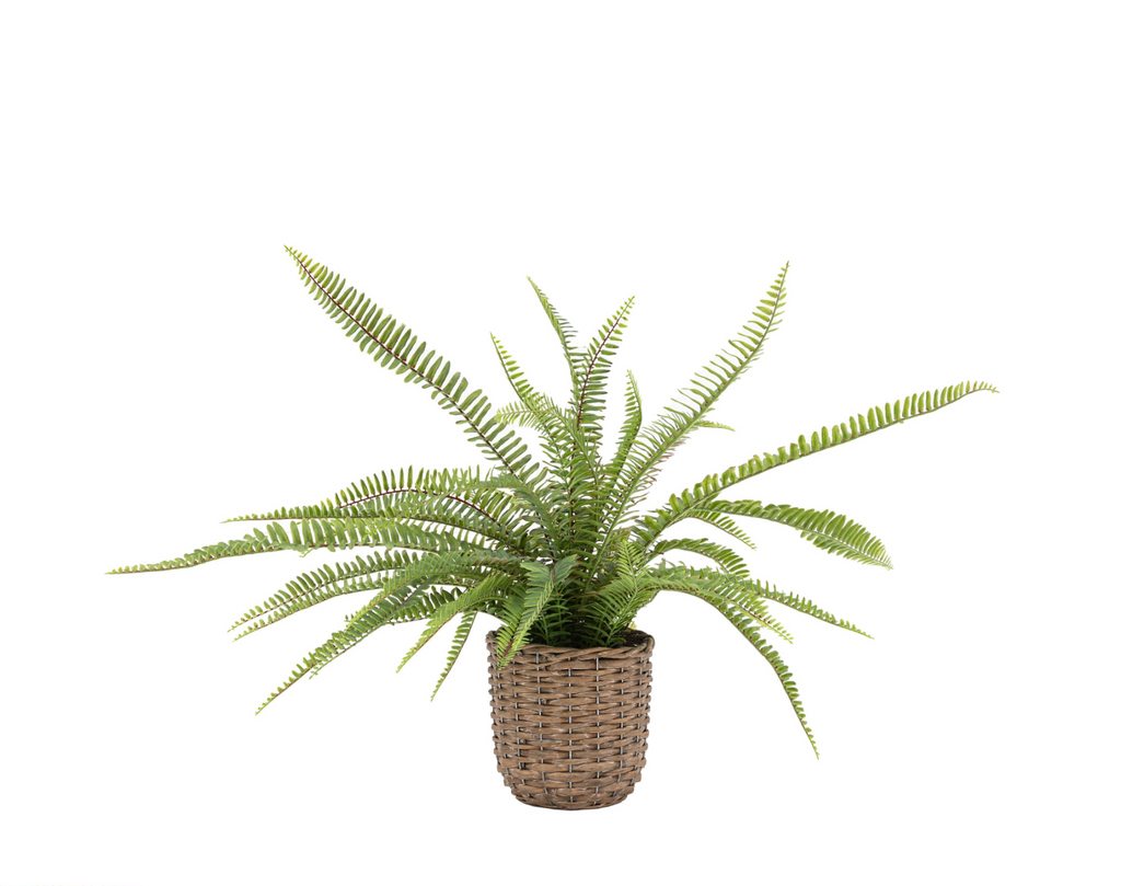 Potted Fern