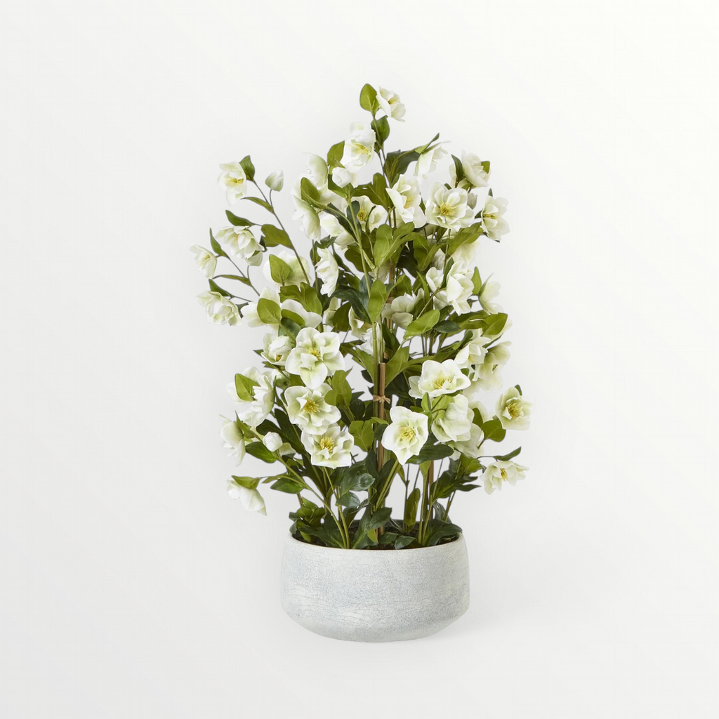 Large White Hellebore In Grey Pot