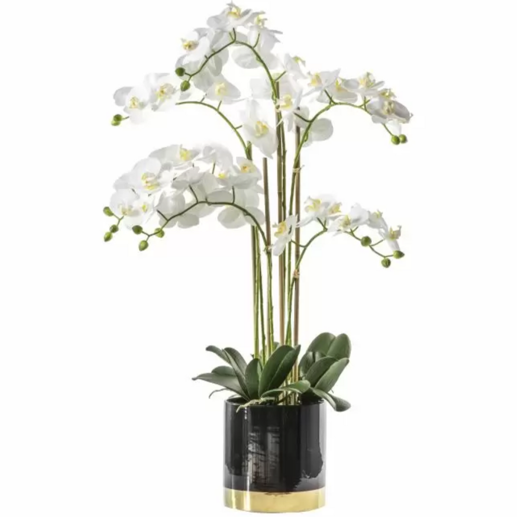 Elegant Orchid in Luxe Black & Gold Pot